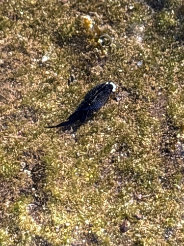 Headband Headshield Slug