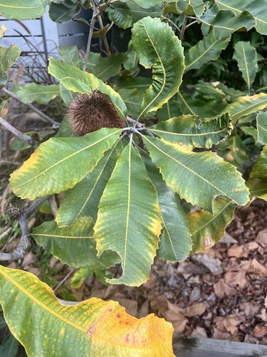 Swamp Banksia