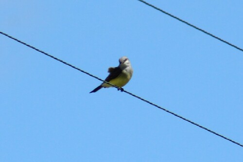 Western Kingbird