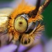 Fairy Moths - Photo (c) malvarinaturalist, all rights reserved, uploaded by malvarinaturalist
