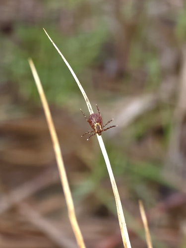 American Dog Tick