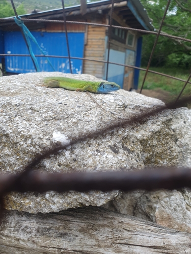 Green Lizard
