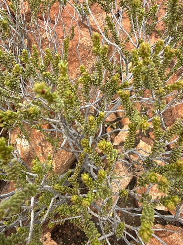 Calytrix carinata