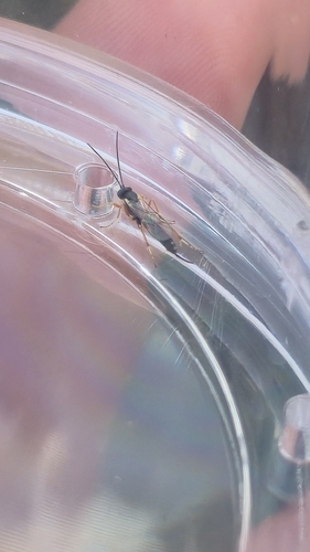iNaturalist observation photo of Ichneumonid Wasps