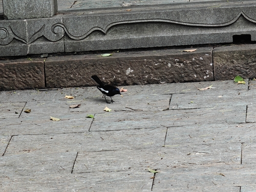 Oriental Magpie-Robin