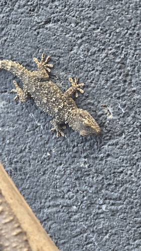 Moorish Gecko