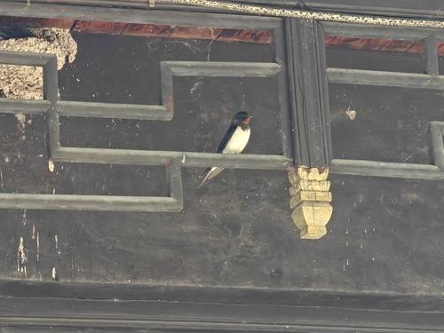 Barn Swallow