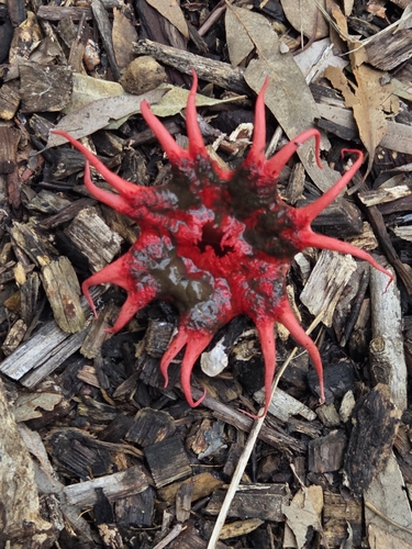 anemone stinkhorn fungus