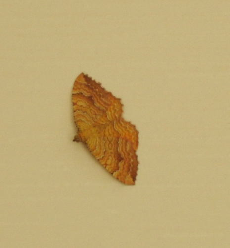 Yellow Shell Moth