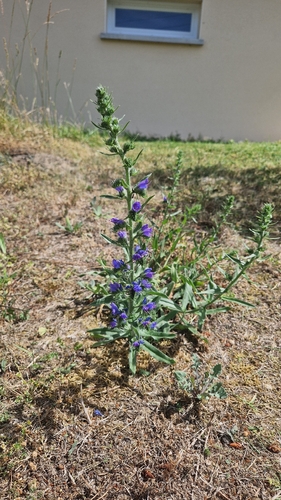 viper's-bugloss