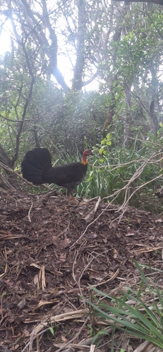 Australian Brushturkey