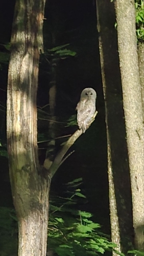 Tawny Owl