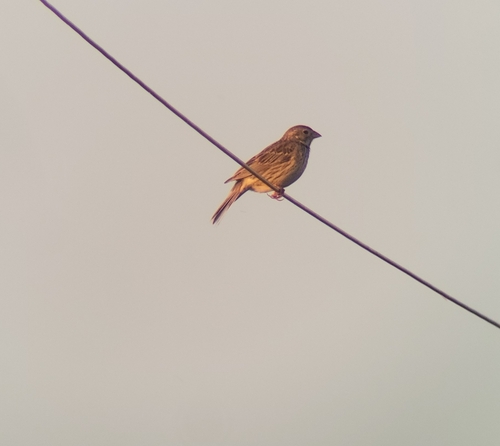 Corn Bunting
