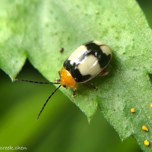 Hemipyxis Balyi · Inaturalist