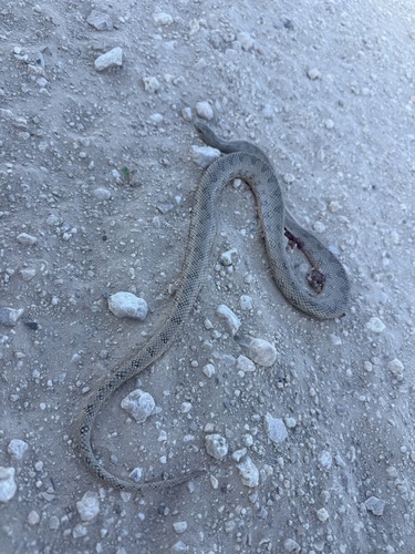 Mole Snake