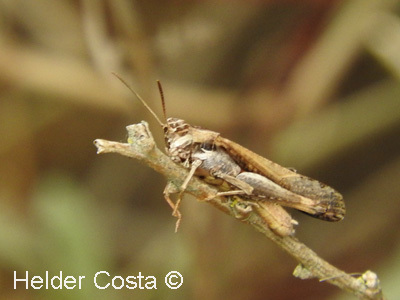 Morphacris fasciata