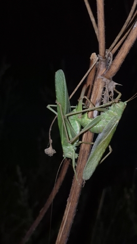 Great Green Bush-cricket