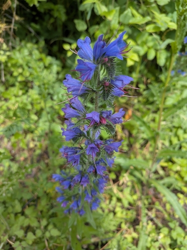 viper's-bugloss