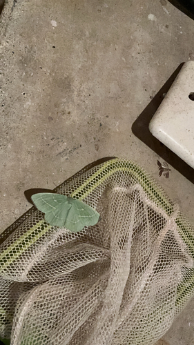 Small emerald
