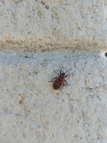 European Firebug