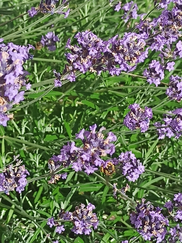 European Woolcarder Bee