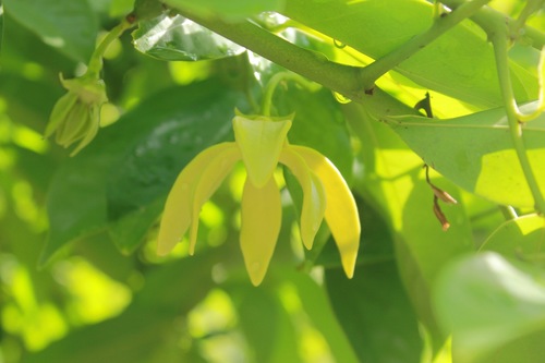 Climbing Ylang Ylang (Artabotrys Siamensis) · INaturalist