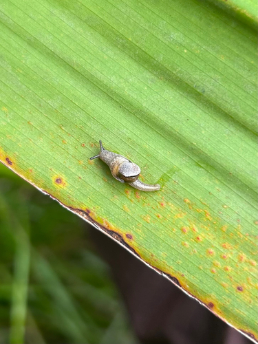 Iridescent Semi-Slug