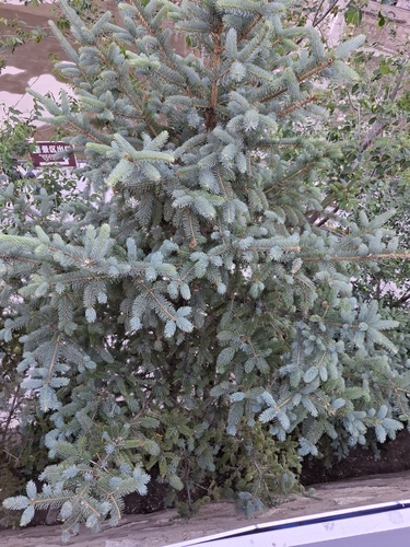 Meyer's spruce