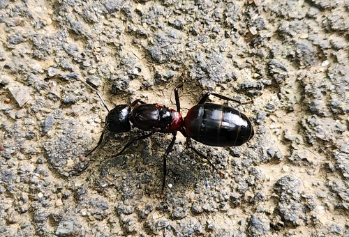 Camponotus obscuripes