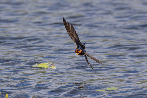 Welcome Swallow