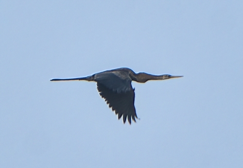 Oriental Darter