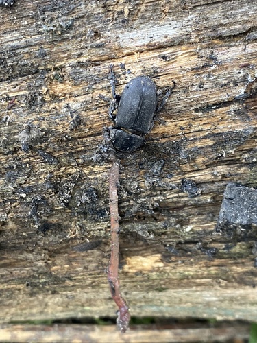 Lesser Stag Beetle