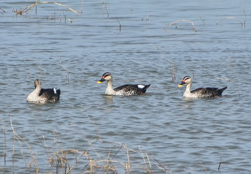 Indian Spot-billed Duck
