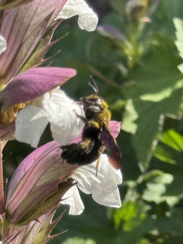 Xylocopa