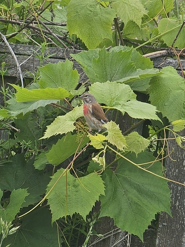 Eurasian Linnet
