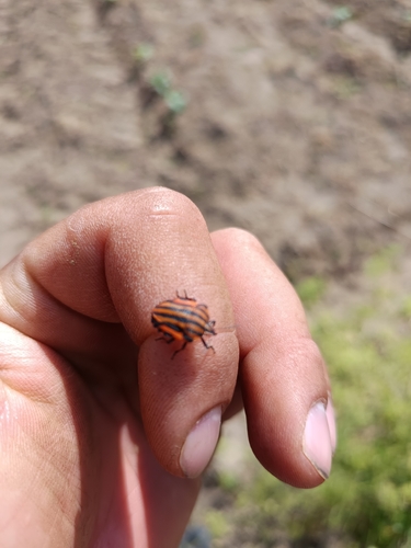 Continental Striped Shield Bug