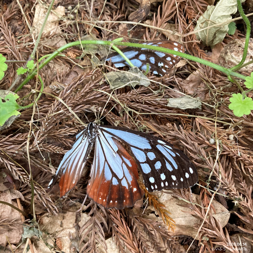 Chestnut Tiger