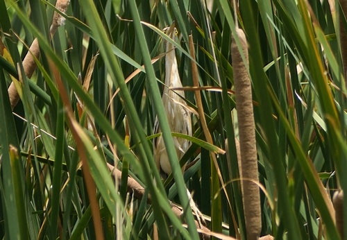 Yellow Bittern