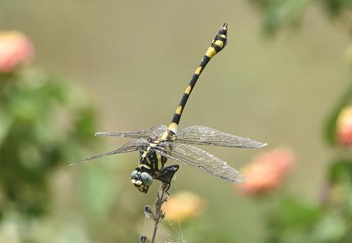Indian Common Clubtail