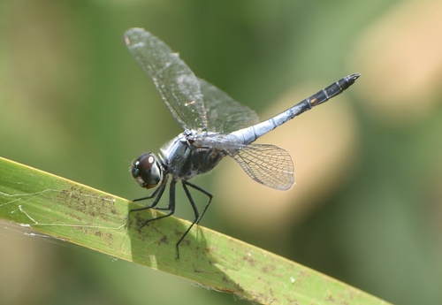 Little Blue Marsh Hawk