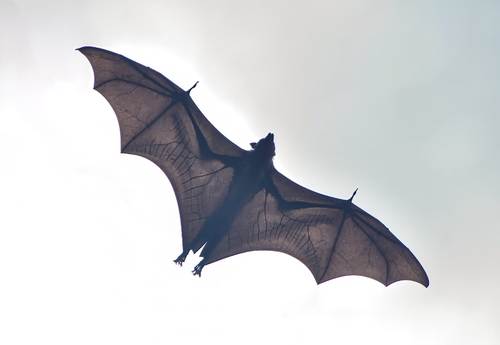 Indian Flying Fox