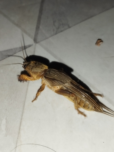 Oriental Mole Cricket