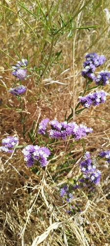 Blue statice