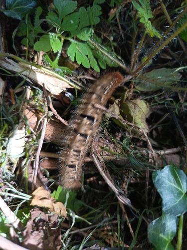 Oak Eggar