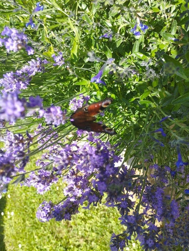 European Peacock Butterfly