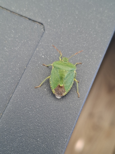 Green Shield Bug