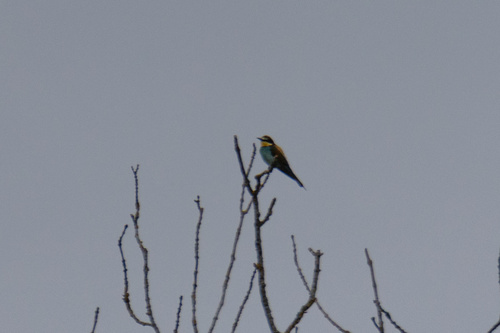 European Bee-eater
