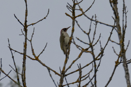 Eurasian Green Woodpecker