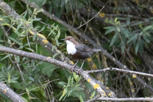 White-throated Dipper