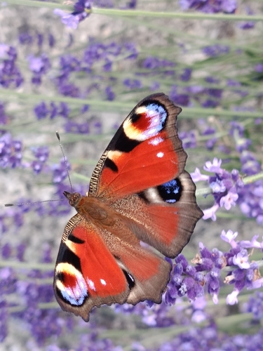 European Peacock Butterfly